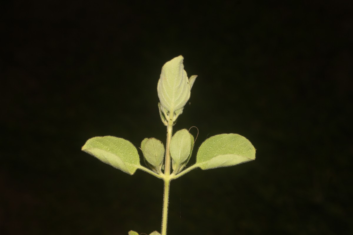 Ruellia patula Jacq.